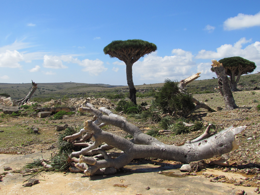 Socotra Archipelago, Yemen, after being hit by two cyclones in November 2015