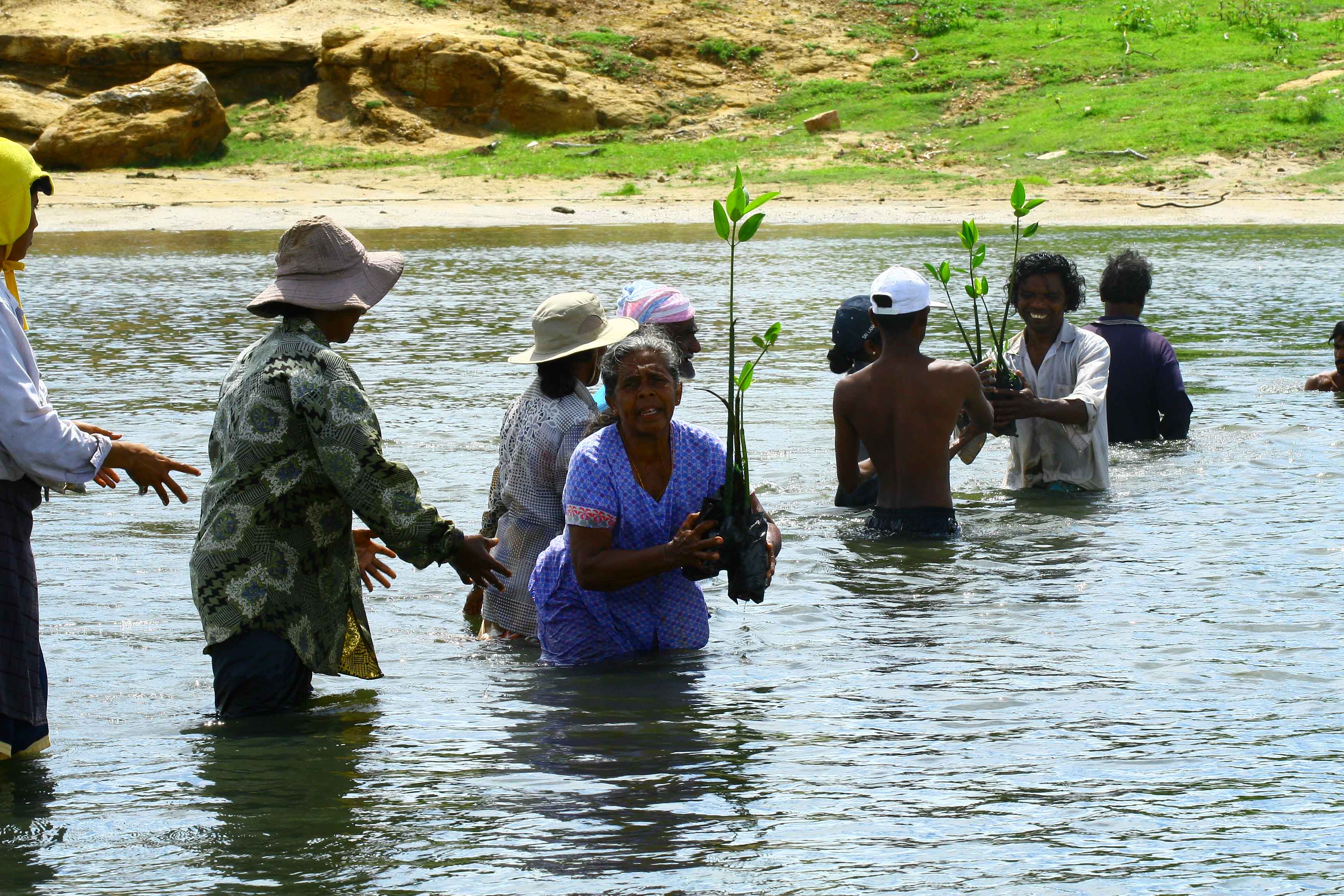 Replanting mangroves at the Yala OAPN site, Sri Lanka (5)