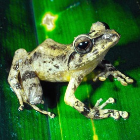 Platymantis vitiensis, Fiji Tree Frog