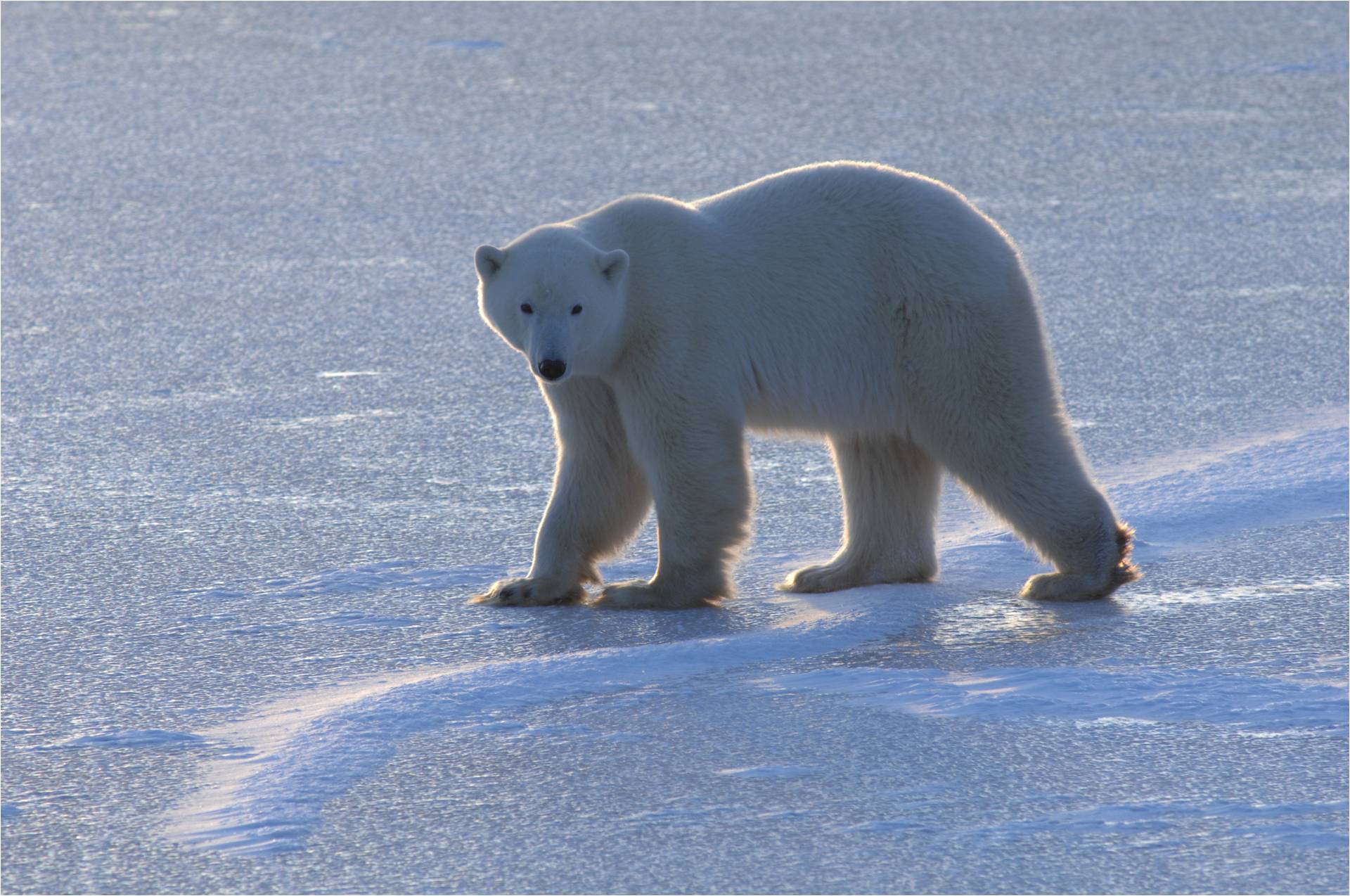 Changement climatique : les ours polaires s'aventurent de plus en plus loin