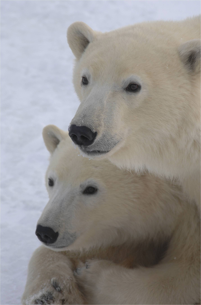 Plight of the Polar Bear gets high-level attention | IUCN