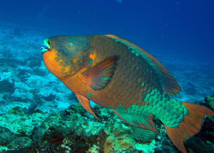 Rainbow Parrotfish (Scarus guacamaia)