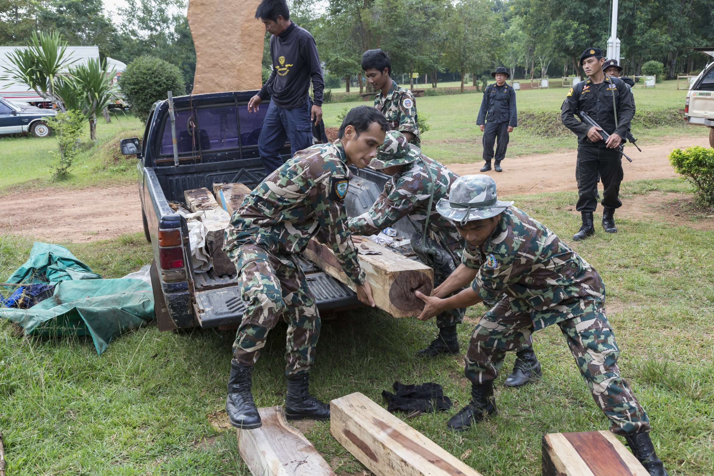 Thap Lan rangers unload Siam rosewood confiscated from poachers