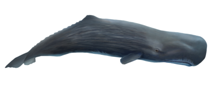 Physeter macrocephalus (Sperm whale)