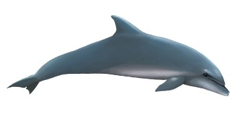 Tursiops truncatus (common bottlenose dolphin)