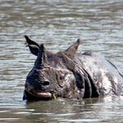 One-horn rhinoceros at the Chitwan National Park, Nepal