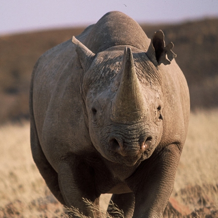 Rhinoceros in the Kunene National Park, Namibia