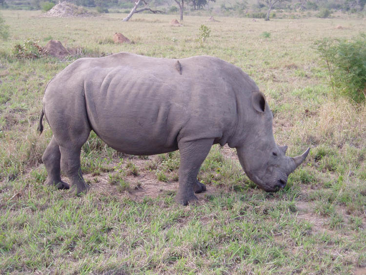White rhino, South Africa