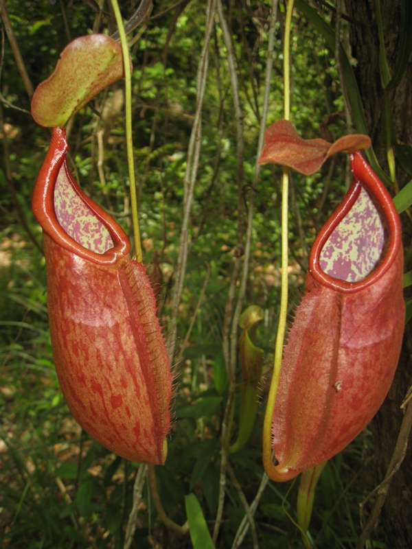 Rosette Pitcher
Nepenthes suratensis