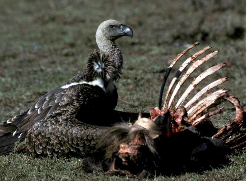 Rueppells vulture (Gyps rueppellii)