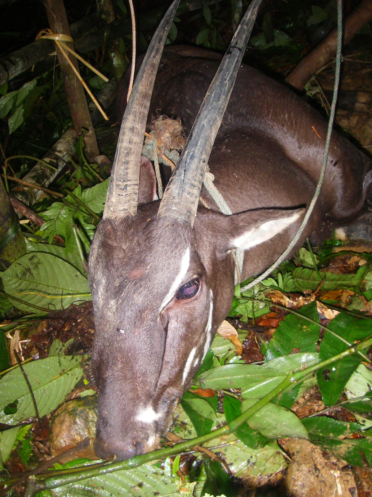 Rare sighting of a Saola in Laos