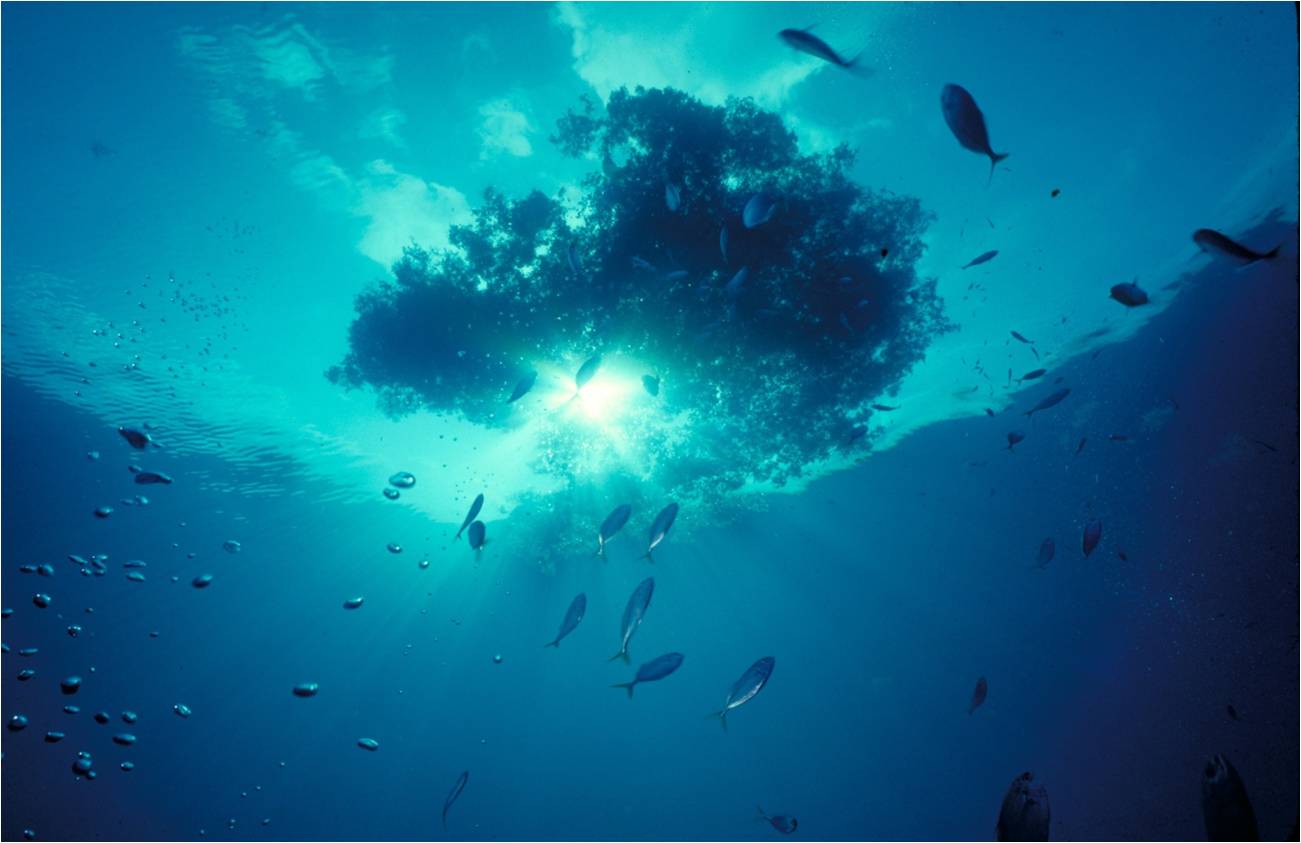 Governments unite to conserve iconic Sargasso Sea | IUCN