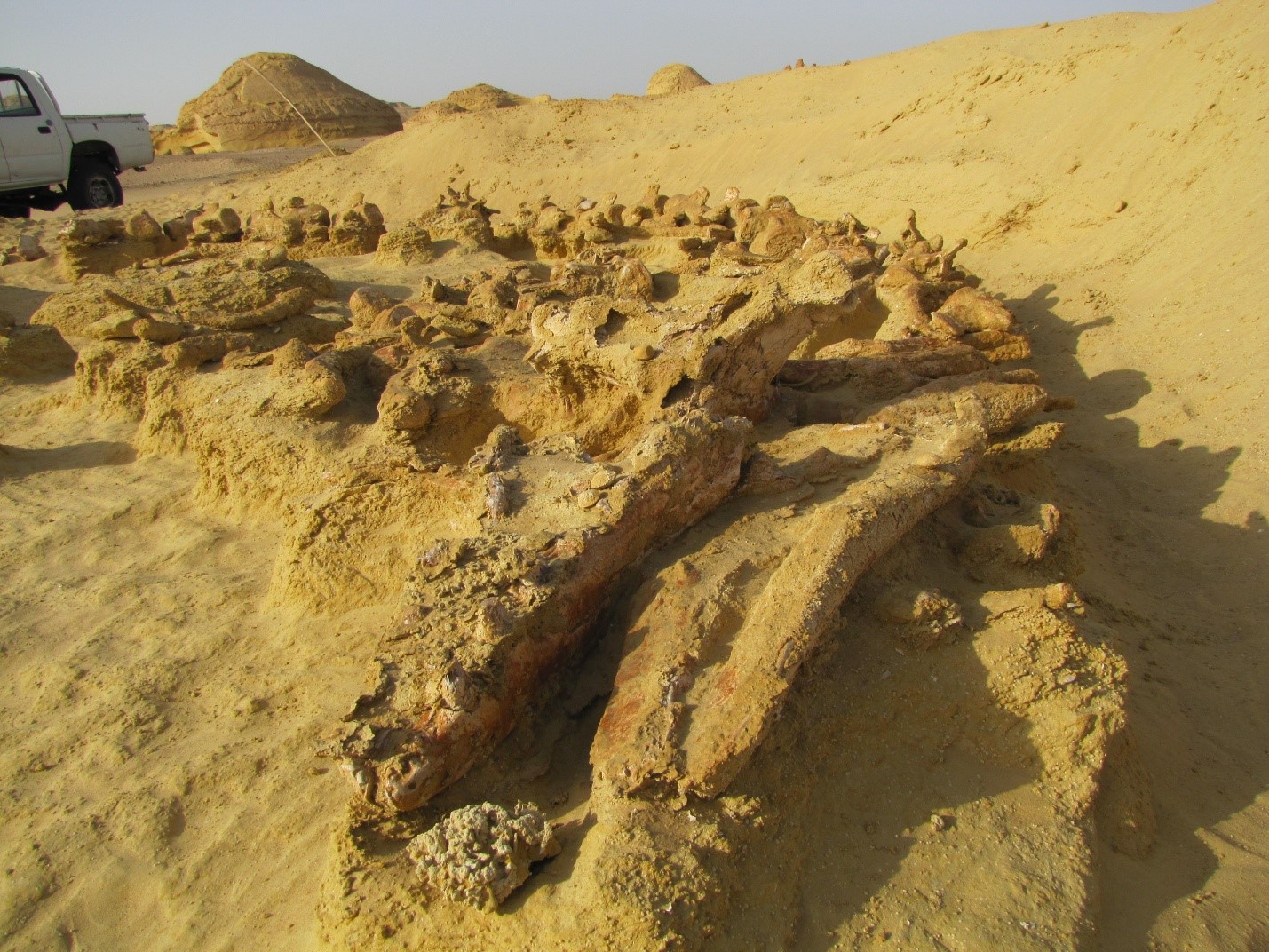 Wadi Eh Hitan - Excavation site - 2015