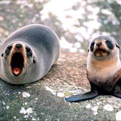 New Zealand fur seal (arctocephalus forsteri)