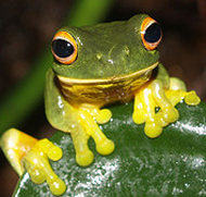Orange-eyed green tree frog