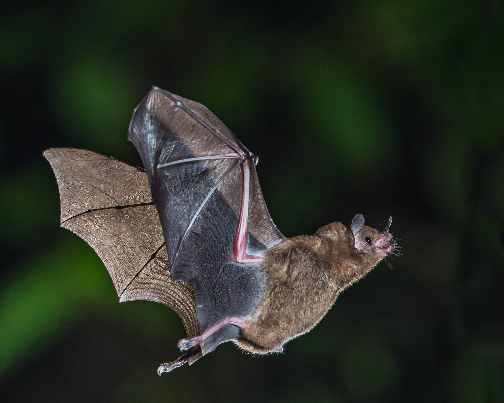 Short-tailed fruit bat