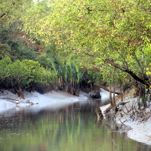The Sundarbans is a unique ecosystem, rich in biodiversity.