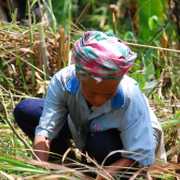 Local villager planting trees for more sustainable livelihoods