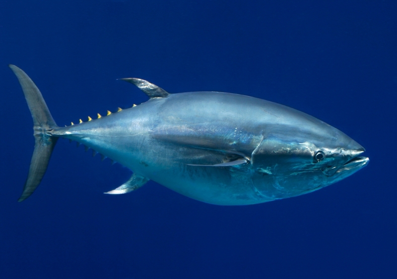 Pacific Bluefin Tuna