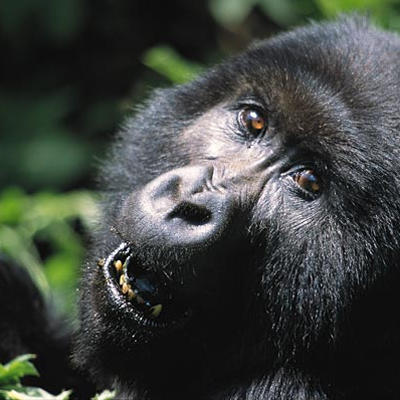 Gorilla at Virunga National Park, DRC