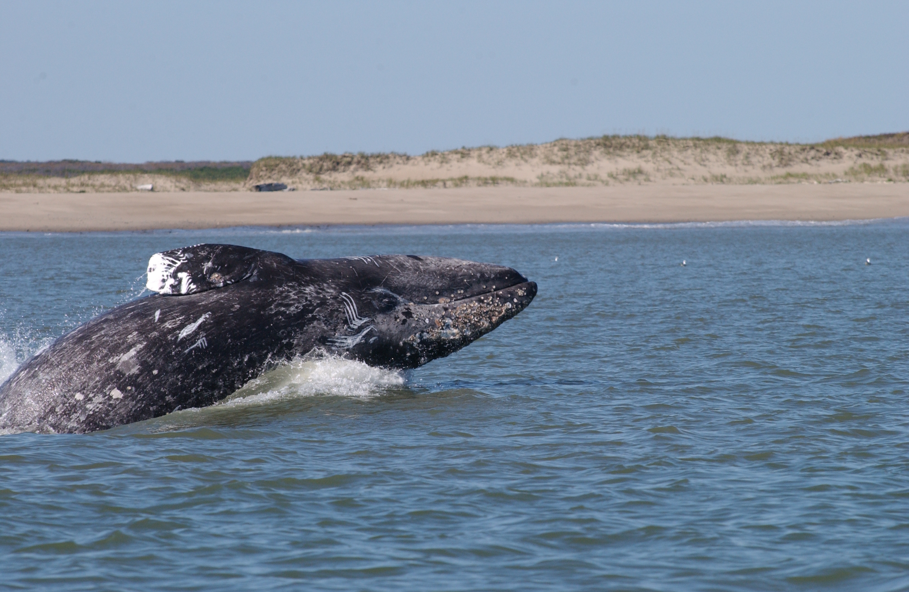 Western gray whale