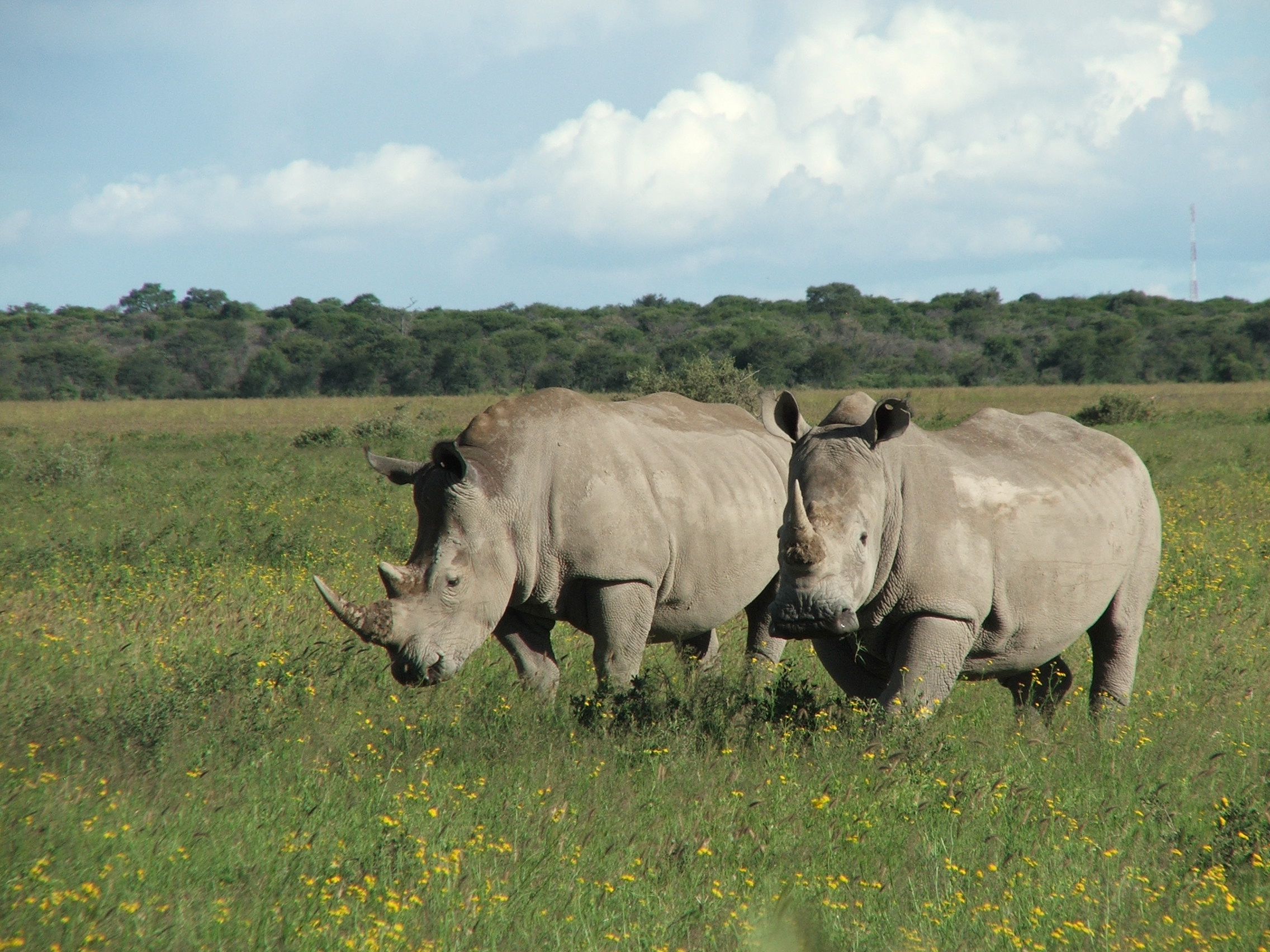 Numbers of the more numerous white rhino appear to have levelled off.
