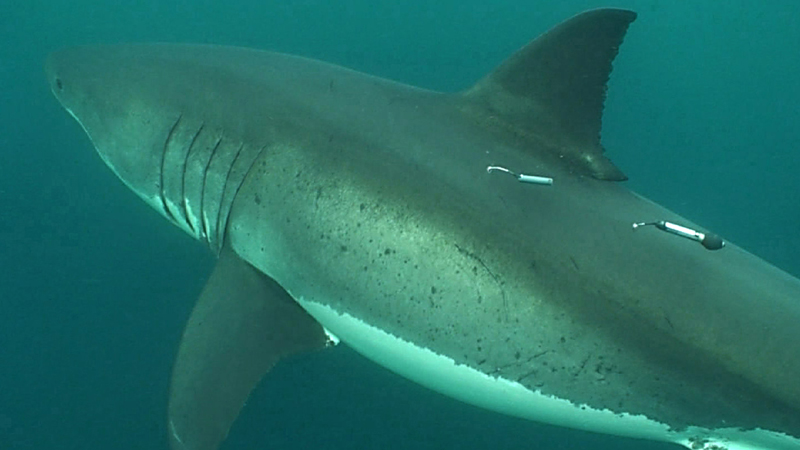 Great White Shark (Carcharodon carcharias) off the California coast with an acoustic and satellite tag