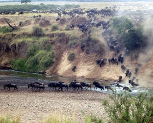 Wildebeest migrating across the Serengeti