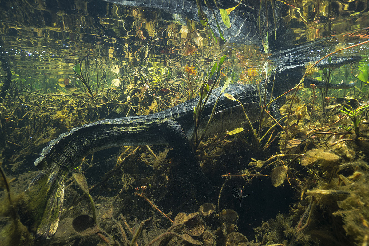 Yacare caiman (Caiman yacare), Pantanal, Brazil