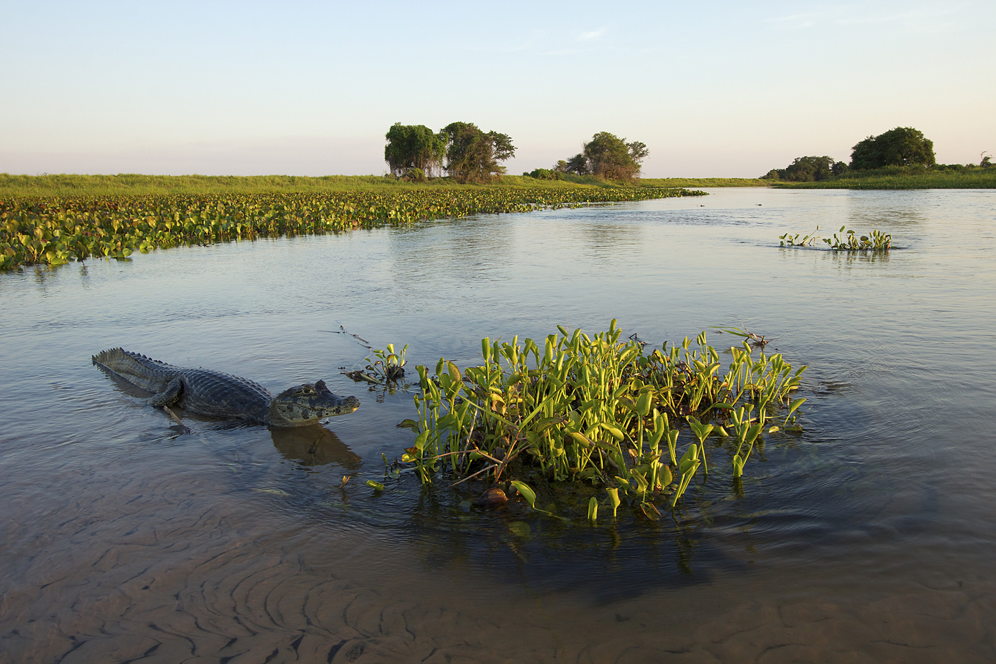 The world’s largest wetland and a Yacare caiman, Pantanal, Brazil