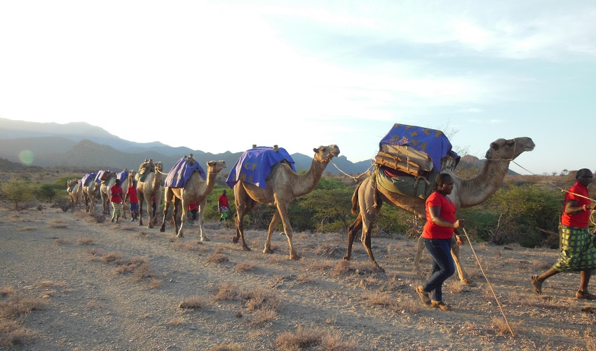 A mobile “camel clinic” in Milgis, Kenya