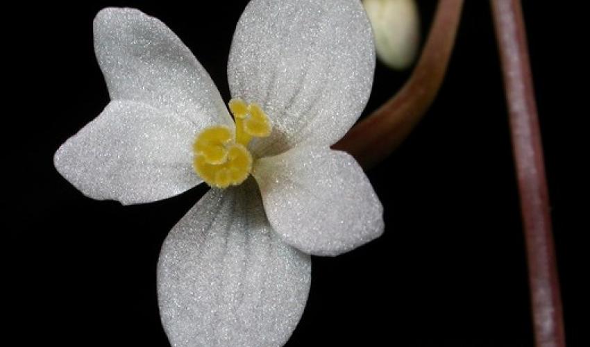 Ba Tai begonia (Begonia bataiensis), which is categorised as vulnerable, found in Hon Chong © Jaap Vermeulen