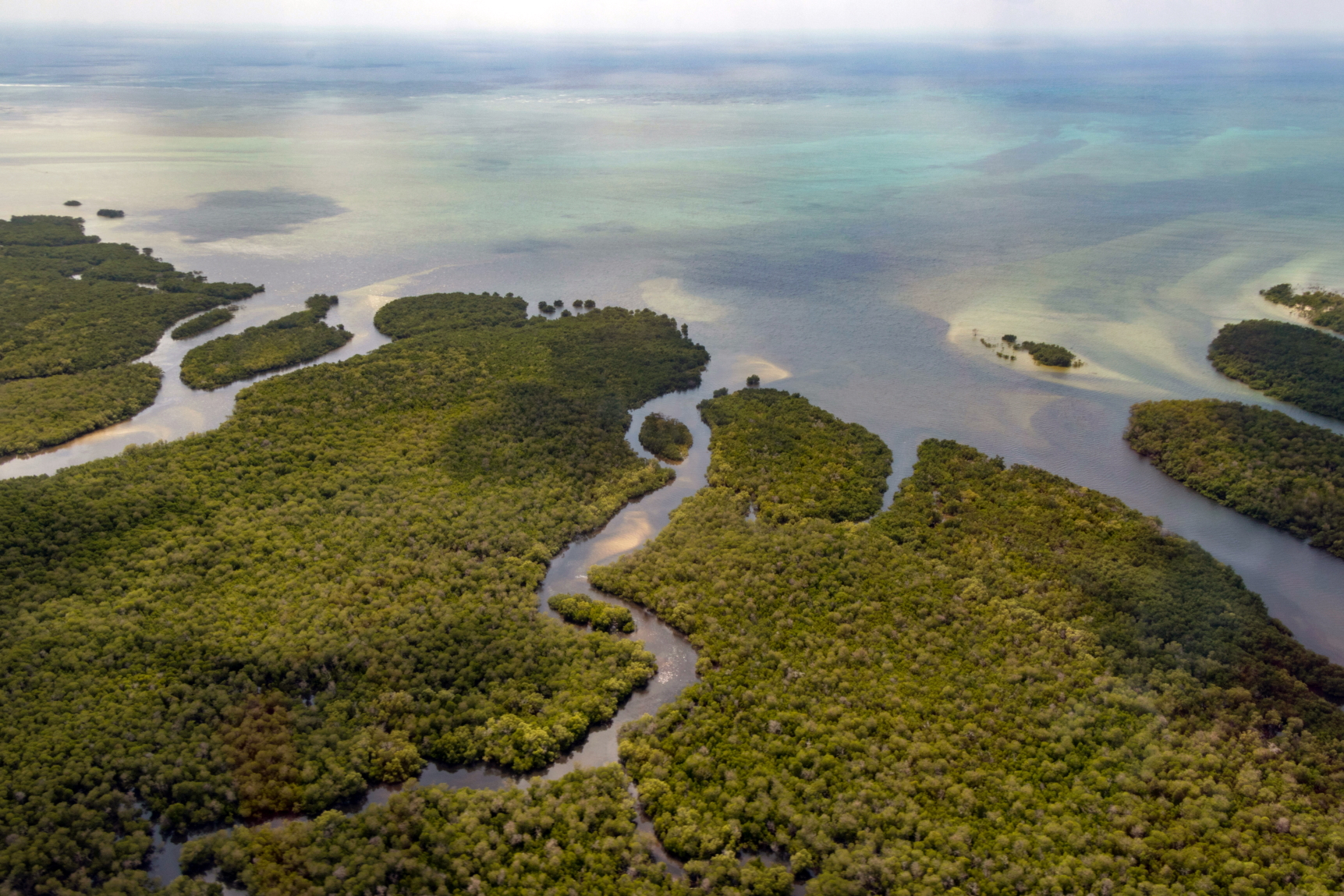 Mangrove coastal wetlands Mozambique