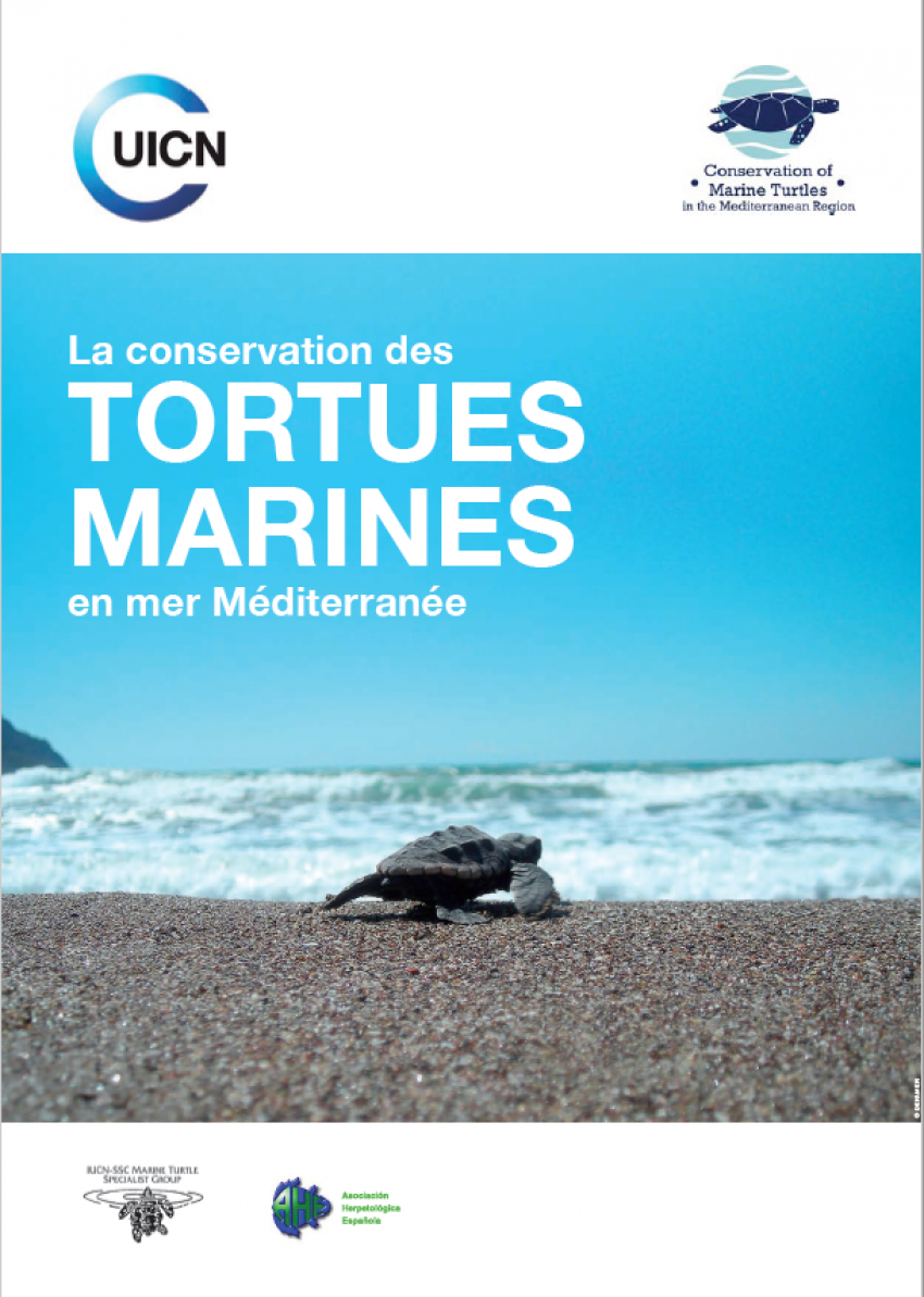 tortues marines