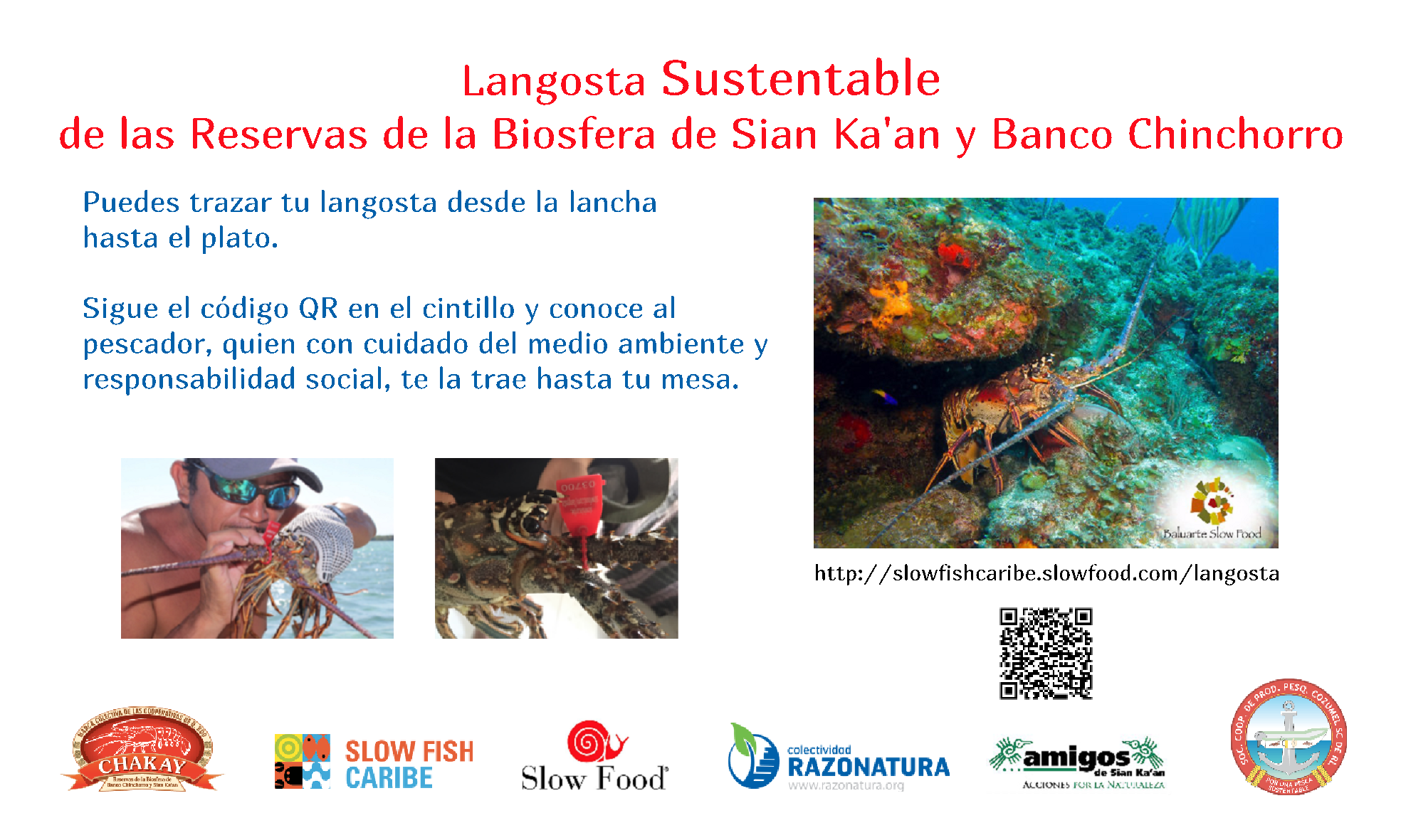 Sustainable lobsters in the biosphere reserves of Sian Ka’an and Banco Chinchorro