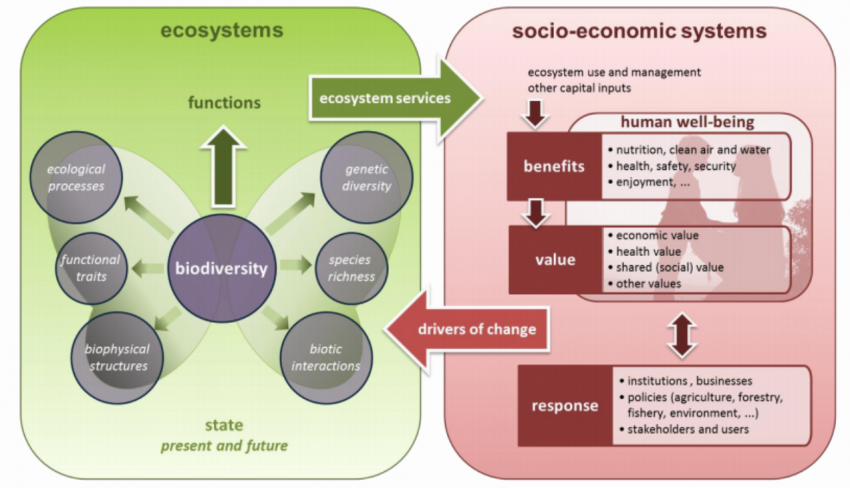 Conceptual framework for EU wideecosystem assessment displaying_ecosystem_services at the interface between ecosystems and socio-economic systems