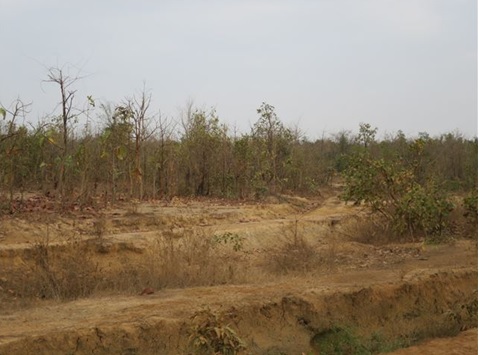 Degraded forest in Sagaing Region 