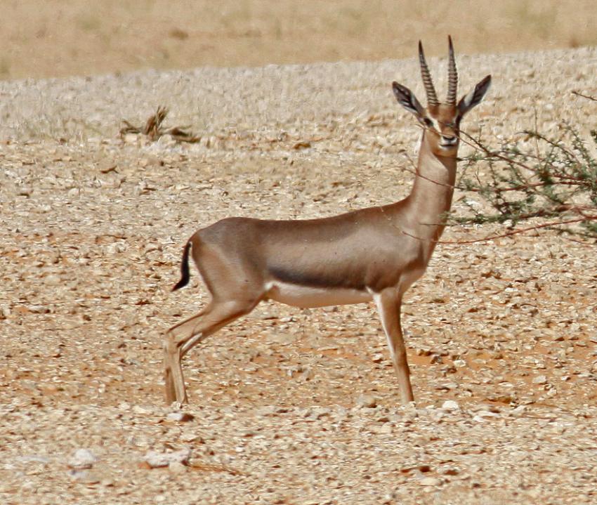 Can you differentiate between antelopes of North Africa and the ones of