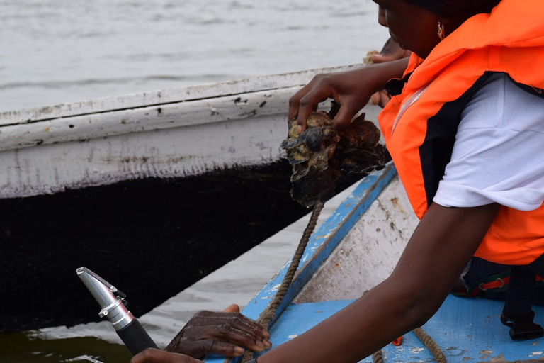 Checking oysters in Ghana