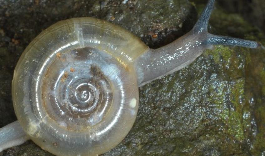 The Hon Chong ghost snail is an undescribed Endangered species of Macrochlamys known only from two Hon Chong caves © Jaap Vermeulen
