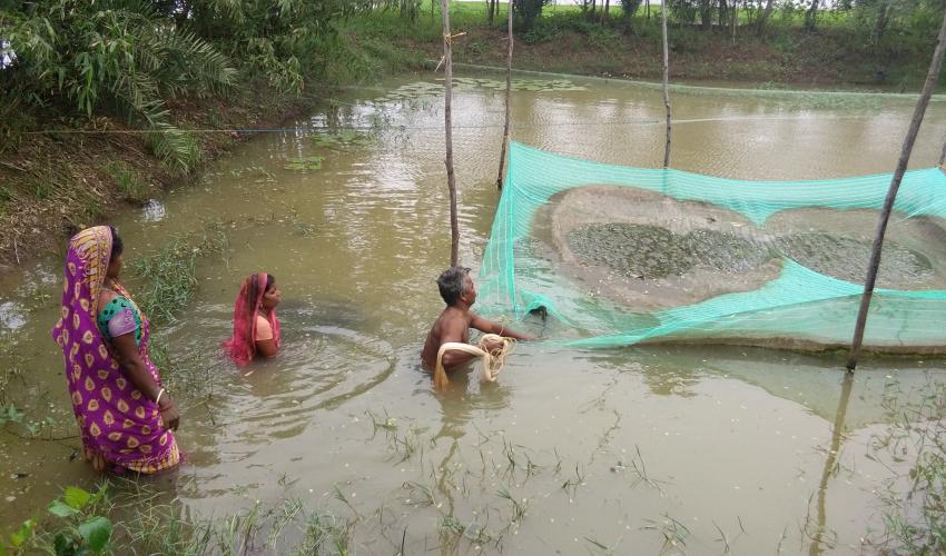 Two women and a man wade shoulder-deep in the water of their fish pen