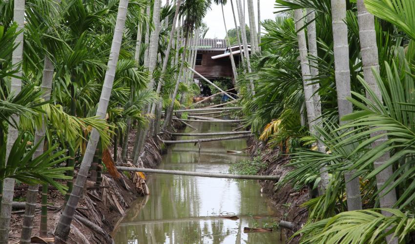 An irrigation channel lined with fruit palm trees