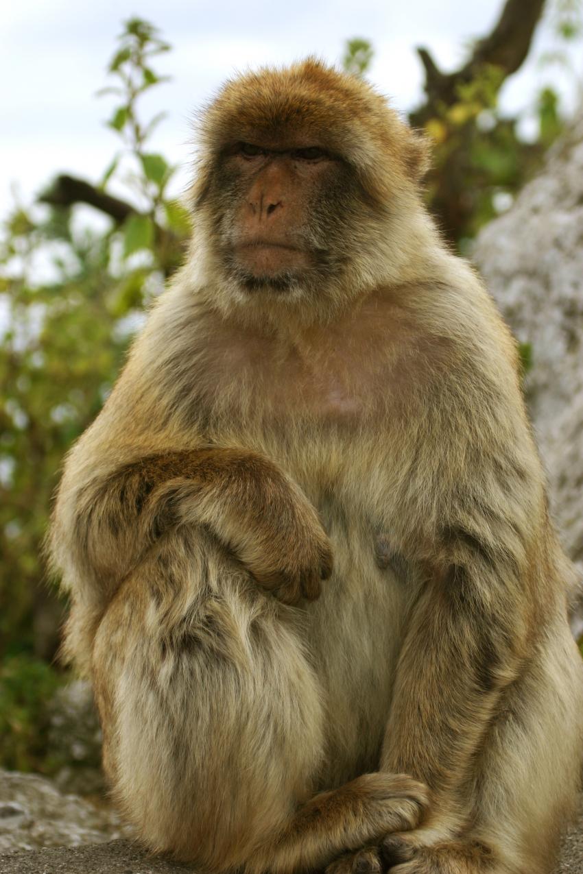 The Barbary Macaque (Macaca sylvanus)