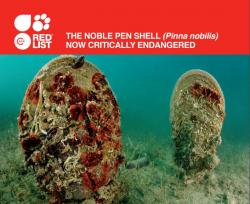 pina_nobilis_iucn red list mediterranean fan mussel