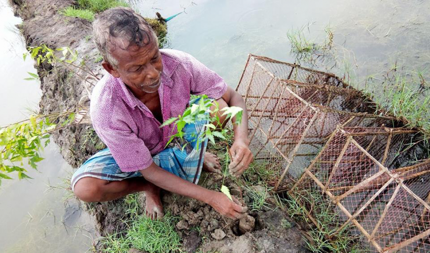 A man plants a sapling on a narrow dyke of raised earth between two shrimp ponds