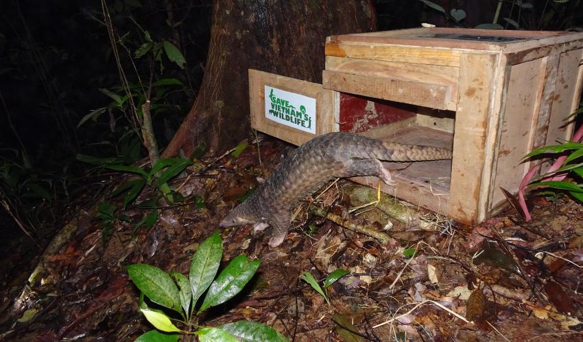 A pangolin crawls out of a crate and into the forest
