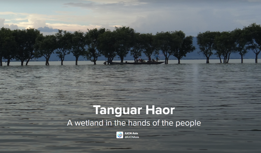 The deep water of Tanguar Haor stretches out to a row of amphibious trees that stand against a cloudy sky