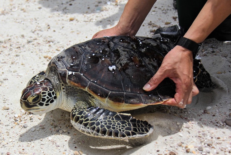 A green turtle released by Mr. Phan Thanh Nghi Deputy Director of Bai Tu Long National Park 