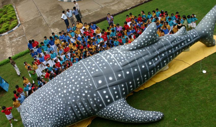 Whale shark campaign at schools in Anand, Gujarat