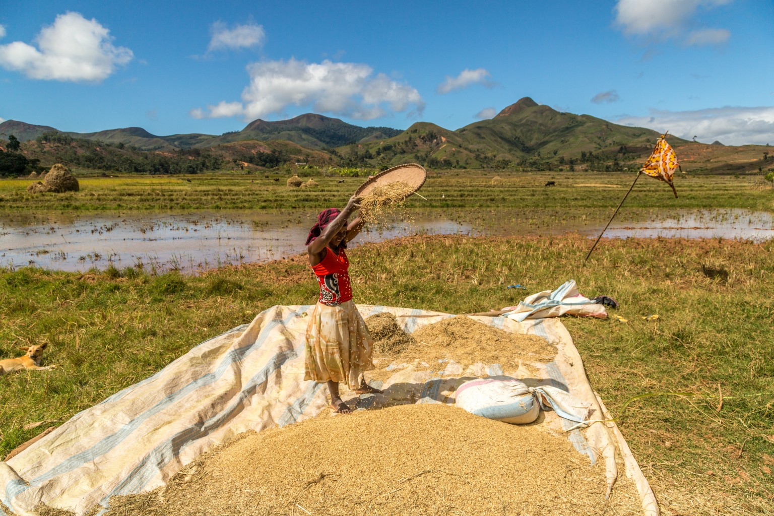 Rice farming in Madagascar